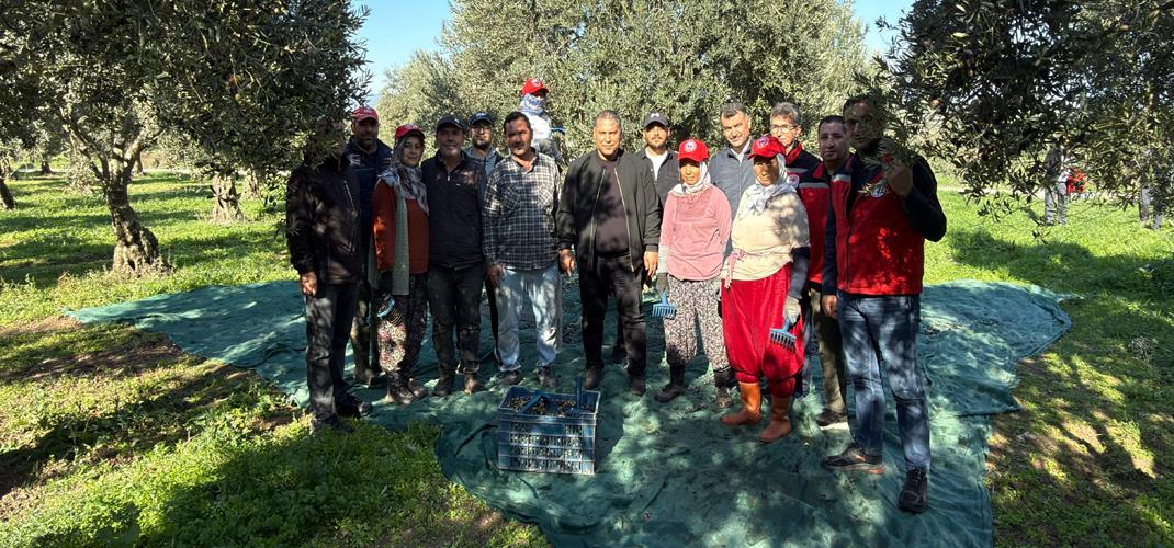 İL MÜDÜRÜMÜZ SAYIN MEHMET KARAYILAN AKHİSAR’DA ZEYTİN HASADINA KATILDI