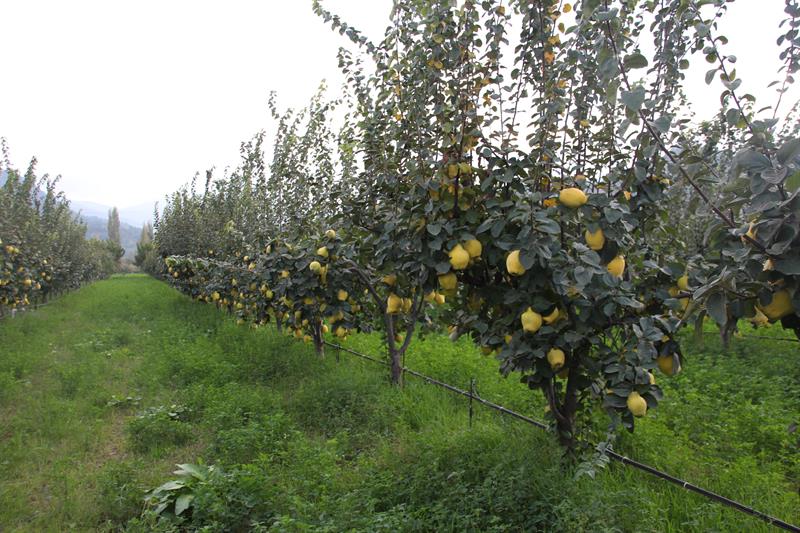 Manisa Da Ayva Hasadi Basladi